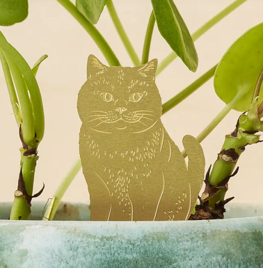 close up of Another Studio cat plant animal for Heart Gallery