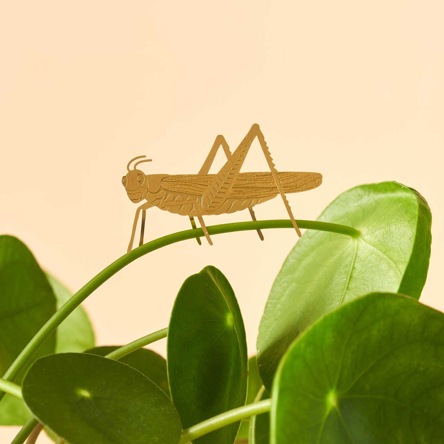 A brass etched grasshopper decoration positioned on a green plant leaf against a beige background.