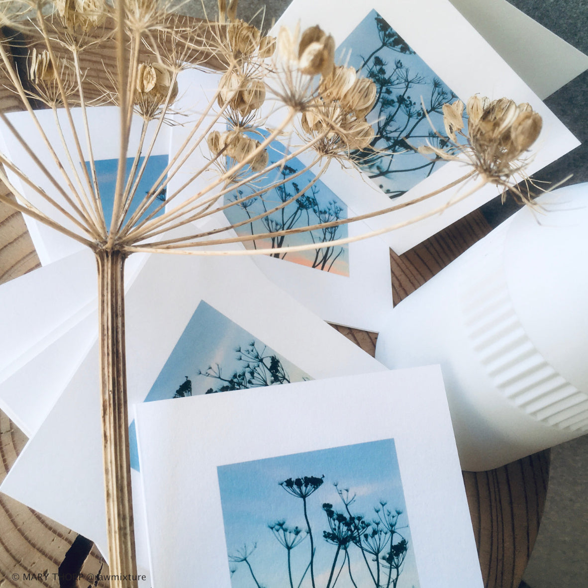 Mary Thorp - Cow Parsley - Box of 9 Cards artwork