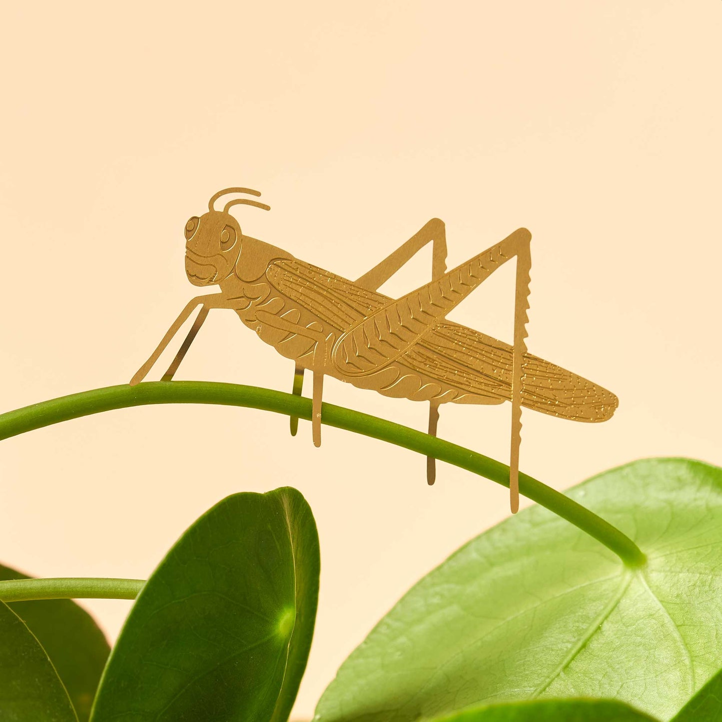 A brass etched grasshopper decoration positioned on a green plant leaf against a beige background.