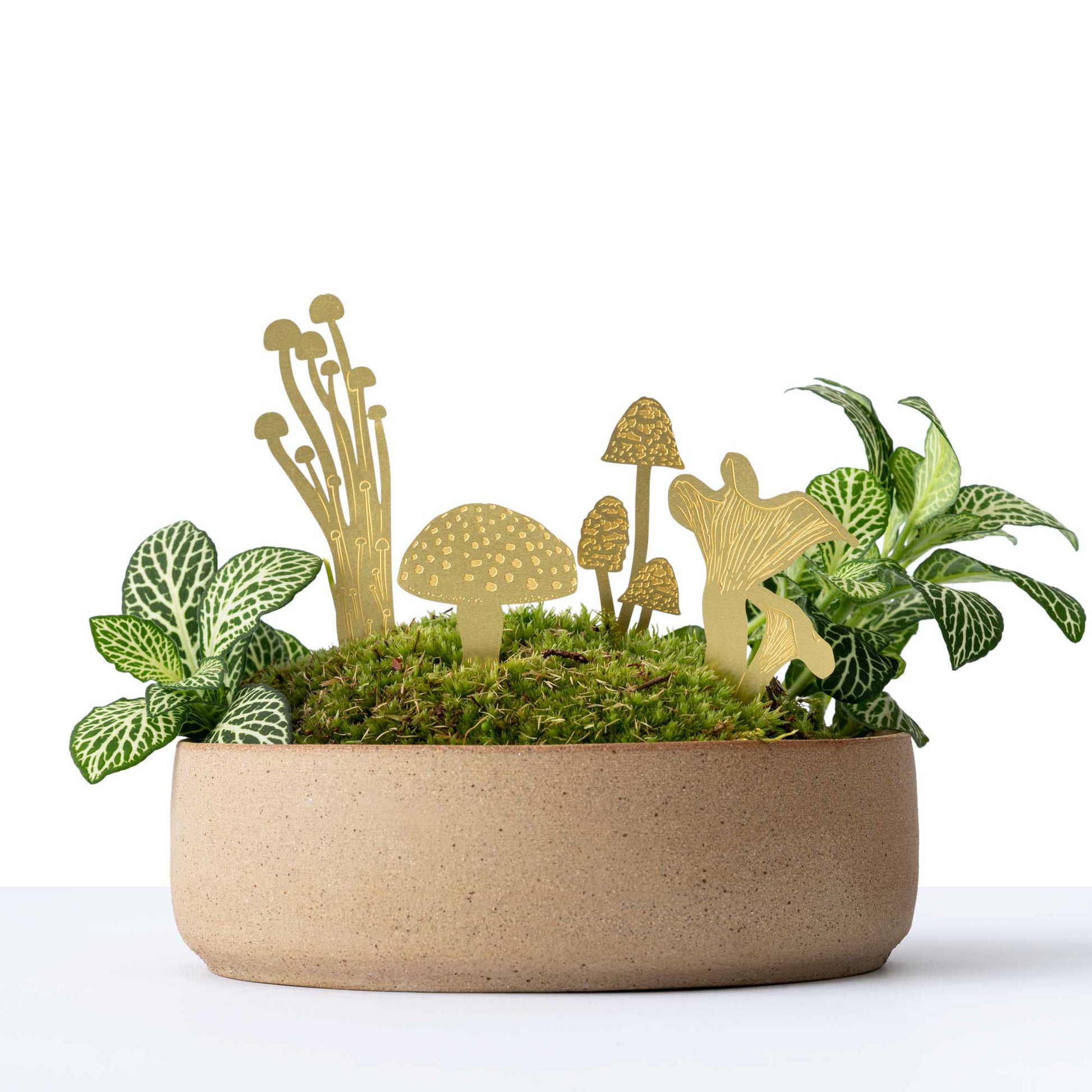 A set of brass mini mushrooms placed in a terrarium, with various types of mushrooms including Fly Agaric, Enoki, Inkcaps, and Chanterelle. Made by Another Studio in London for Heart Gallery