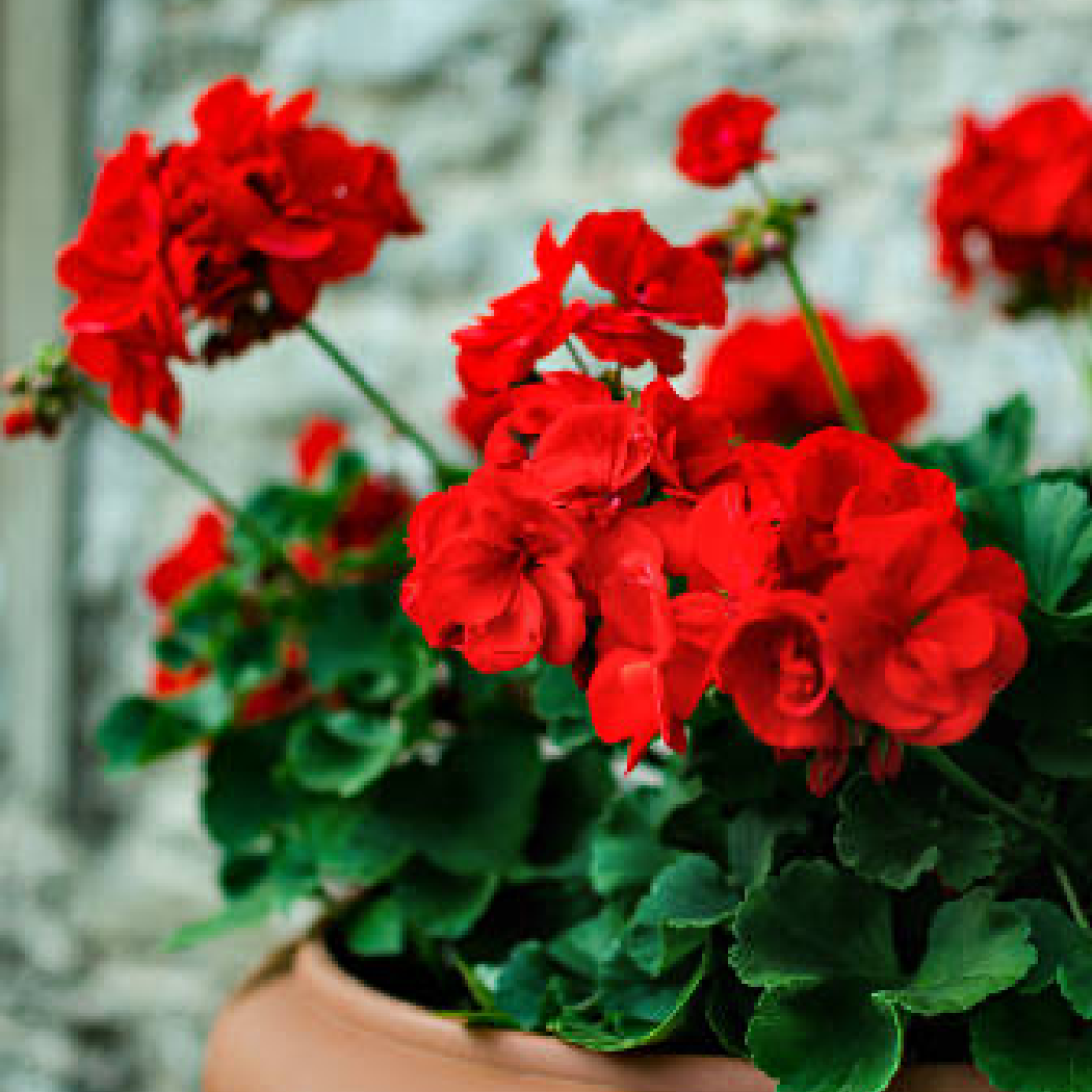 Red flowers in a pot with a blurred background rose geranium