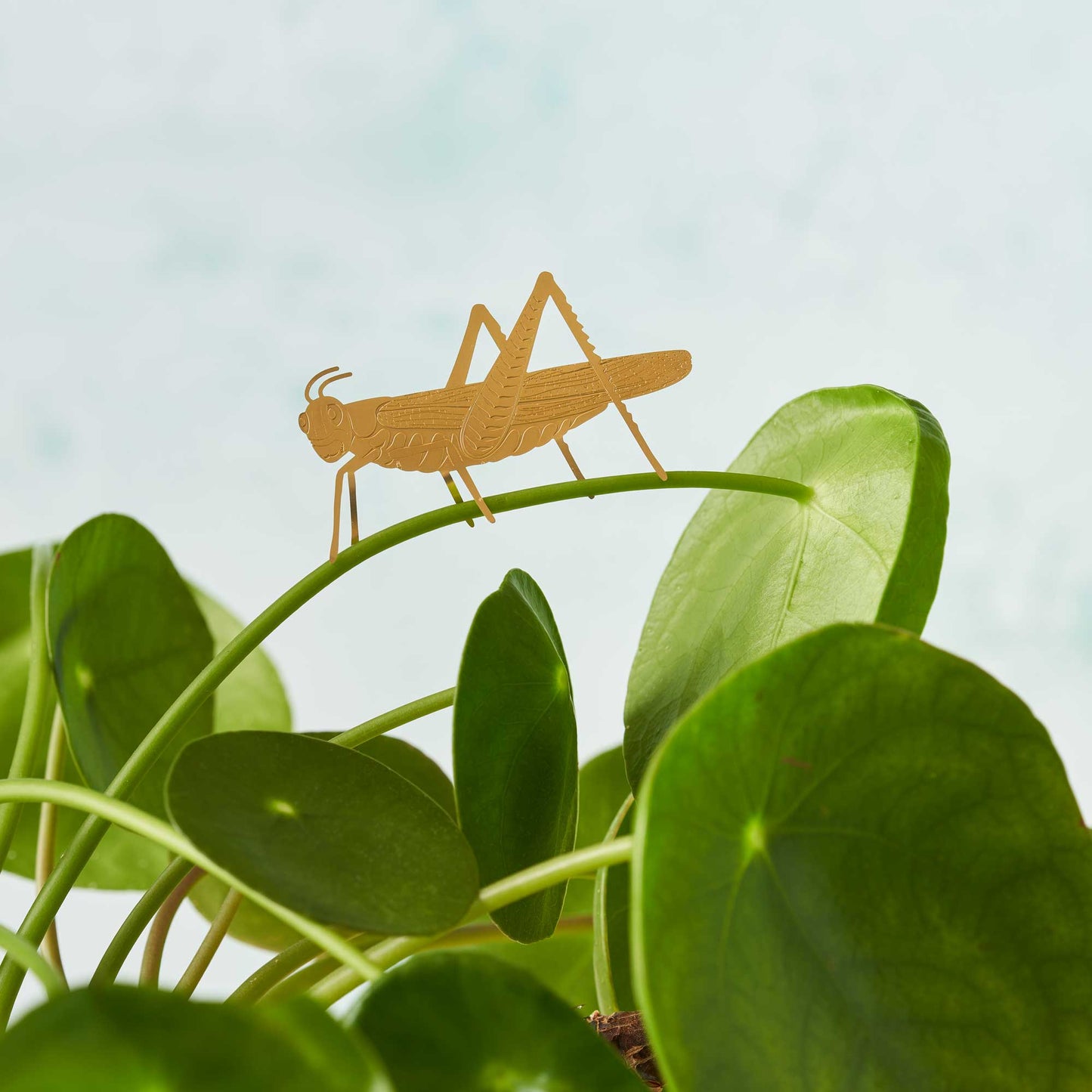 A brass etched grasshopper decoration positioned on a green plant leaf against a beige background.