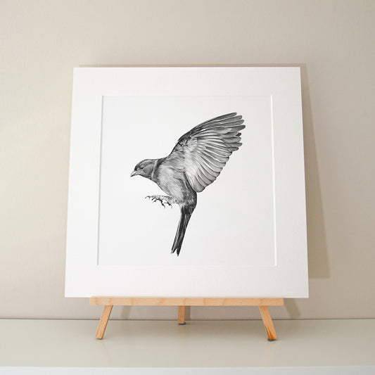 Alec Atherton - Chaffinch limited edition print penicl graphite artwork