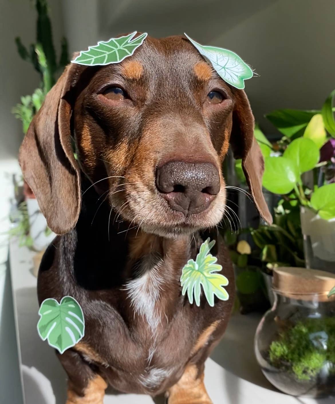 Stanley the dachsund with leaf stickers on him