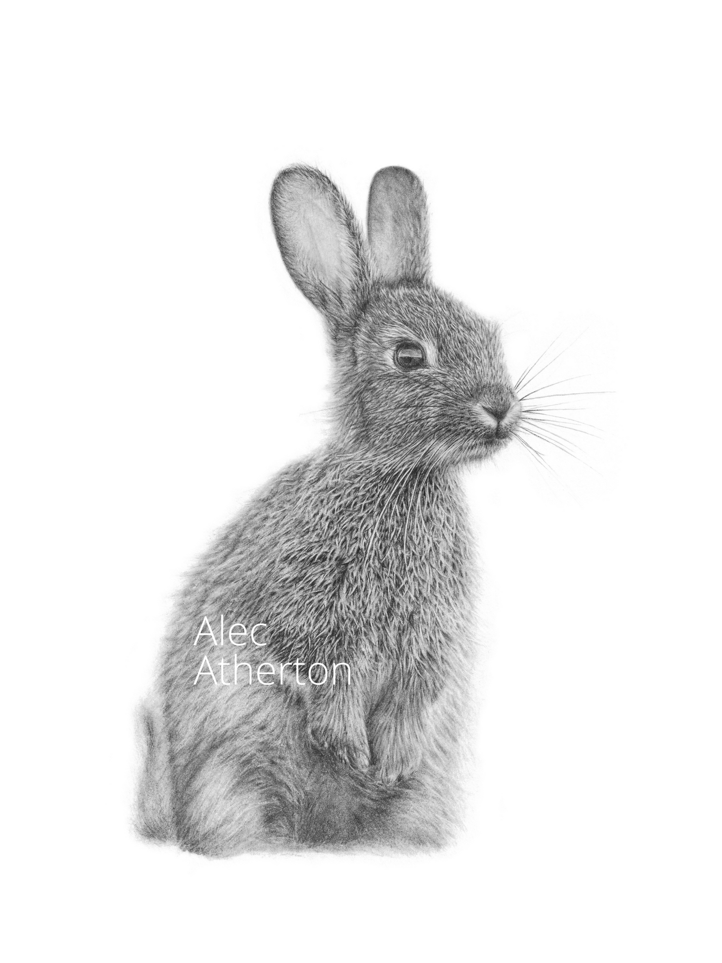 Alec Atherton - Rabbit - limited edition print pencil graphite artwork