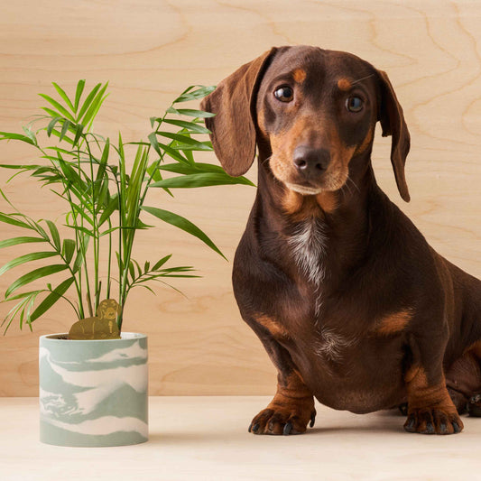 Another Studio Daschund, Plant Animal Pet, pot decoration for dog lovers